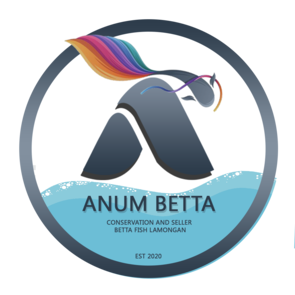 Anum by Pantura Code